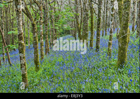 Gli alberi di betulla d'argento sorgono tra le campane azzurre che fiorono in primavera, nei terreni della tenuta di Trevarno, Helston, Cornovaglia (ora chiusa al pubblico) Foto Stock