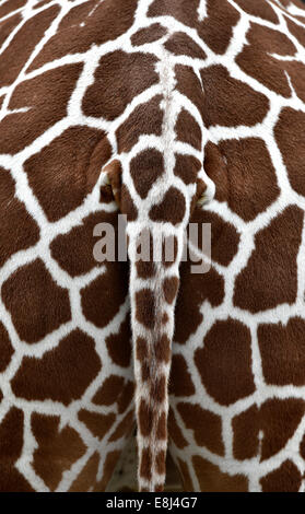 La coda della giraffa reticolato (Giraffa camelopardalis reticulata), captive Foto Stock