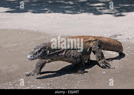 Drago di Komodo (Varanus komodoensis) in esecuzione sulla spiaggia, parco nazionale di Komodo, Sito Patrimonio Mondiale dell'Unesco, Isola di Komodo Foto Stock