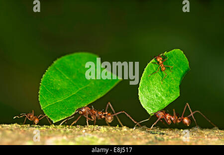 I lavoratori di Leafcutter formiche (Atta cephalotes) portanti foglie pezzi nel loro nido, Tambopata Riserva Naturale Foto Stock