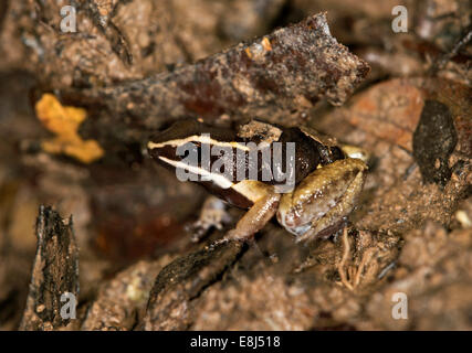 Brillante-thighed veleno (Rana Allobates femoralis), maschio porta la sua giovane sulla sua schiena, Tambopata Riserva Naturale Foto Stock