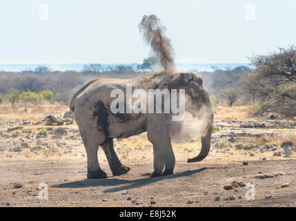 Bush africano Elefante africano (Loxodonta africana) prendendo un bagno di polvere, Koinachas Waterhole, il Parco Nazionale di Etosha, Namibia Foto Stock