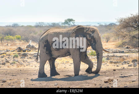 Bush africano Elefante africano (Loxodonta africana) prendendo un bagno di polvere, Koinachas Waterhole, il Parco Nazionale di Etosha, Namibia Foto Stock