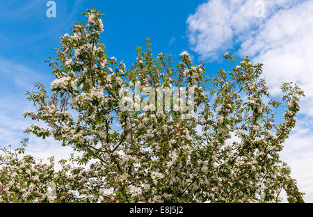 Un vecchio melo in piena fioritura in primavera (Regno Unito) Foto Stock