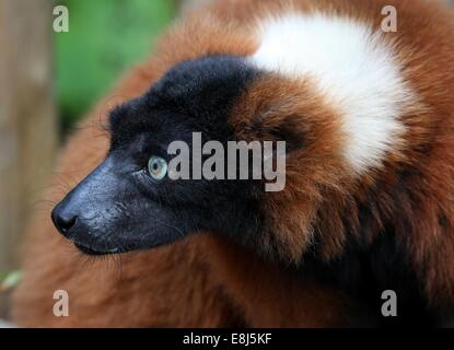 Ritratto di close-up di una rossa matura lemure ruffed ((Varecia variegata) rubra) Foto Stock