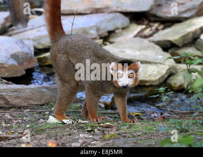 Il maschio marrone lemure coronato (il Eulemur coronatus) in close-up, allarme permanente Foto Stock