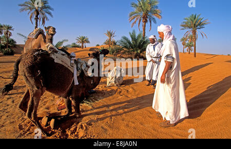 Popolazione Tuareg di Timimoun in Algeria. Preparazione di una distanza lunga escursione nel deserto con dromaderies (un mŽharŽe). Foto Stock