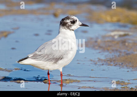 Singolo adulto piccolo gabbiano (Larus minutus) moulting dal piumaggio estivo, in piedi in poco profonda piscina di marea, Camargue, Francia. Foto Stock