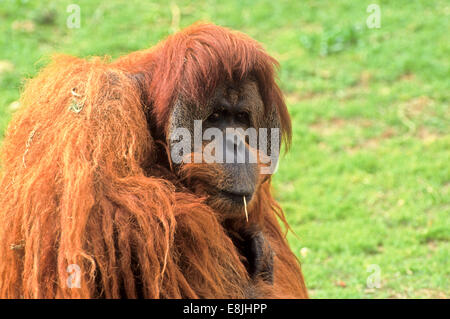 Orangutan di Sumatra (Pongo abelii o Pongo pygmaeus abelii) in un zoo Foto Stock