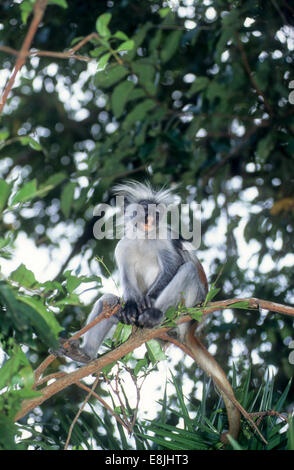 Zanzibar Red Colobus (Piliocolobus kirkii), noto anche come Kirk's Red Colobus, è endemica di Unguja, la principale isola della Z Foto Stock