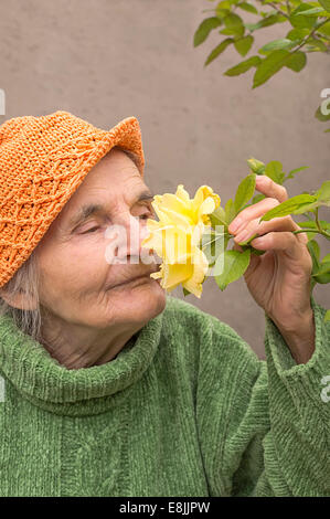 Donna anziana odore di rosa gialla fiore e godere. Foto Stock