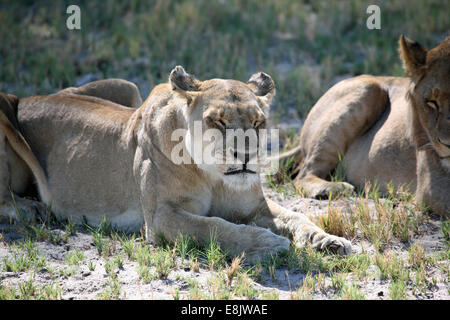 Leonessa a dormire Foto Stock