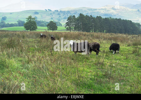 Dh Herdwick pecore Cumbria Regno Unito pecore al pascolo moorland lakedistrict gregge Lake District cumbria Foto Stock