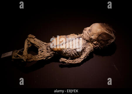 Un bambino scheletro in Museo delle Mummie in Guanajuato, Messico, 28 luglio 2014. Foto Stock