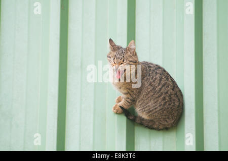 Tabby cat sbadigli, seduto su un tetto. Foto Stock