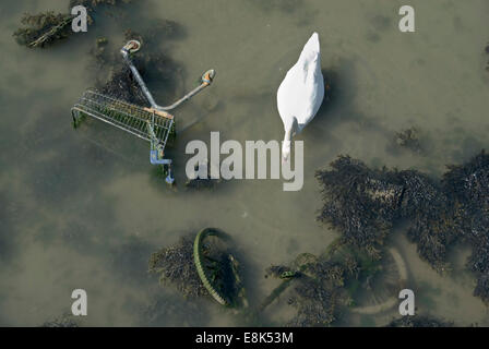 Portsmouth, Regno Unito 02 aprile 2013: un cigno nuota tra i rifiuti oggetto di pratiche di dumping nel porto di Portsmouth Foto Stock