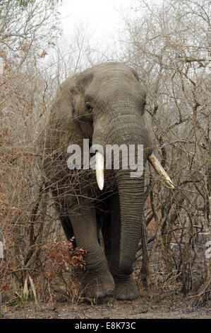 Incontro ravvicinato con un toro di elefante in Hluhluwe-iMfolozi Park, Sud Africa Foto Stock