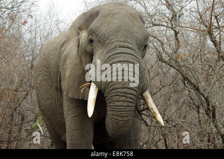 Incontro ravvicinato con un toro di elefante in Hluhluwe-iMfolozi Park, Sud Africa Foto Stock