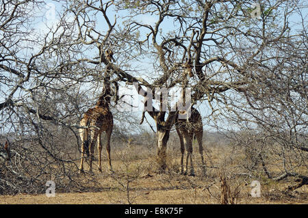 Le giraffe in Hluhluwe-iMfolozi Park, Sud Africa Foto Stock