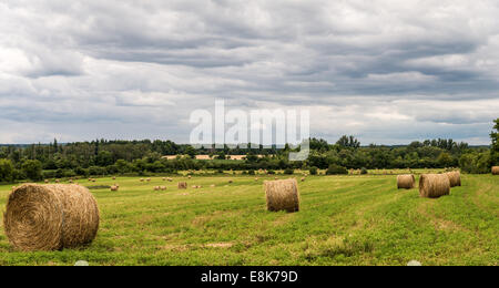 Round le balle di paglia in un campo di agricoltori. Foto Stock