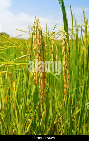 Teste mature del grano nel campo di riso, Thailandia Foto Stock