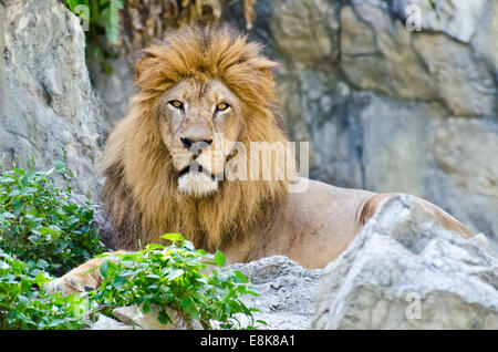 Leone maschio resto sulle Rocky Mountain Foto Stock