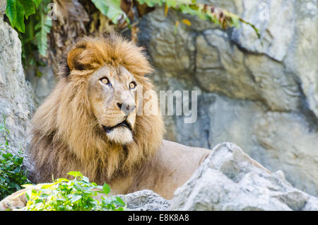 Leone maschio resto sulle Rocky Mountain Foto Stock