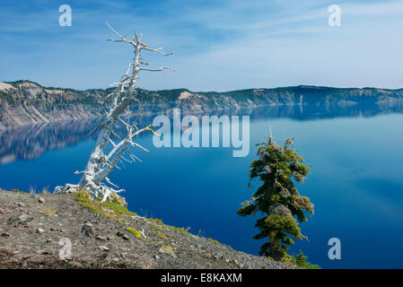 Stati Uniti d'America, Oregon, il Parco nazionale di Crater Lake, Whitebark Pine Trees su Wizard Island (formato di grandi dimensioni disponibili) Foto Stock