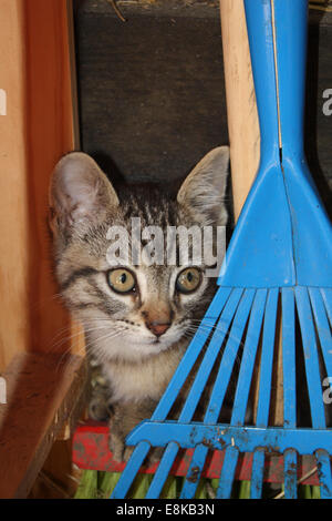 Un gattino di giocare a nascondino dietro alcuni strumenti nella tettoia dell'attrezzo Foto Stock