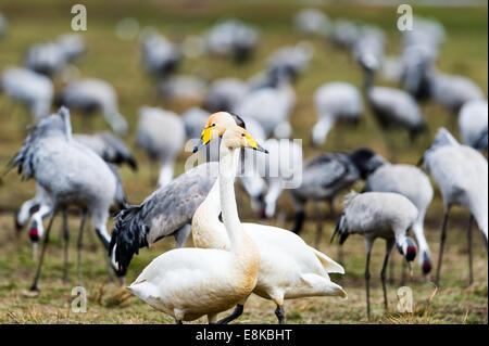 La Svezia, il lago Hornborga. Migrazione annuale di gru comune. Whooper Swan. Foto Stock