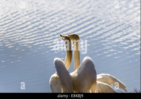 La Svezia, il lago Hornborga. Whooper Swan. Foto Stock