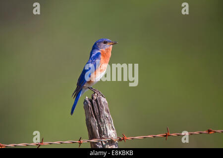 Orientale (Bluebird Sialia sialis) maschio adulto appollaiato sulla recinzione. Foto Stock