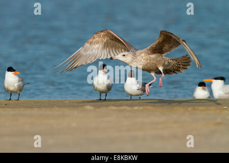 Aringa Gabbiano (Larus argentatus) togliere dalla spiaggia. Foto Stock