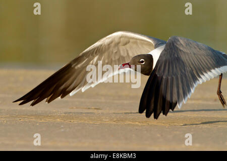 Ridendo Gabbiano (Larus atricilla) in volo. Foto Stock