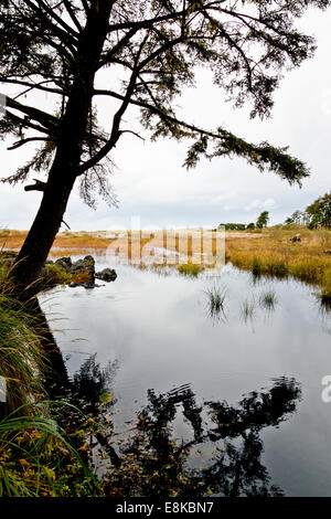 Zone umide in Ona Beach State Park Oregon Stati Uniti d'America Foto Stock