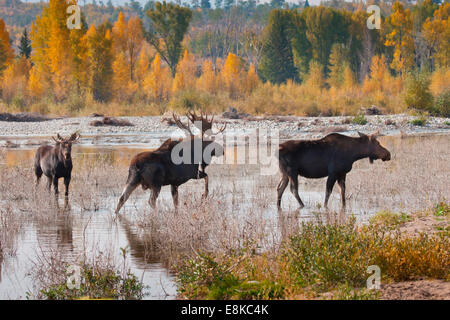 Alci (Alces alces)coppia bull e vacca in attività di allevamento. Foto Stock