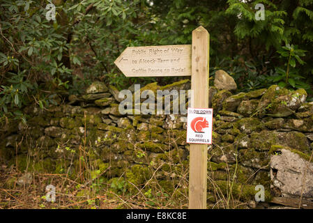 Scoiattolo rosso segno nel Lake District inglese, UK. Foto Stock