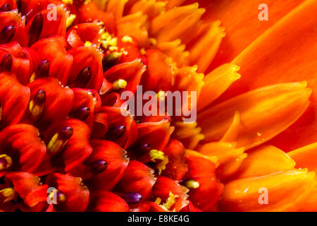 Arancione brillante crisantemo testa di fiori e petali, close up macro che mostra il polline. Foto Stock