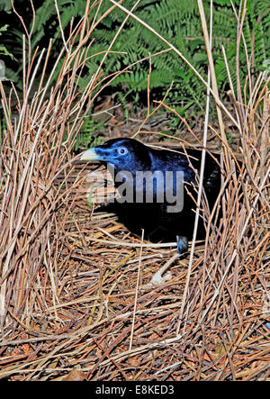 Maschio Bowerbird satinato, Ptilonorhynchus tendente al violaceo tendente al suo bower. Vedere di seguito per ulteriori informazioni Foto Stock