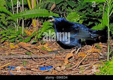 Maschio Bowerbird satinato, Ptilonorhynchus tendente al violaceo, mangiare una bacca di frutta o di frutta Foto Stock