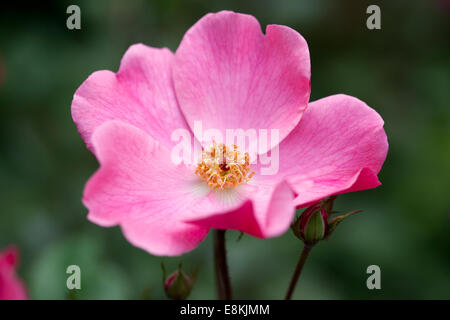 Primo piano di una rosa Rosa Betty prima in fiore, Regno Unito Foto Stock