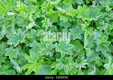 Lady del mantello (Alchemilla sp.) con gocce di rugiada, Tirolo, Austria Foto Stock