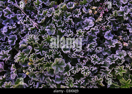 Lady del mantello (Alchemilla sp.) la mattina con il gelo, Tirolo, Austria Foto Stock