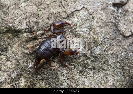 Piccolo legno Scorpion specie (Euscorpius Germano), Tirolo, Austria Foto Stock