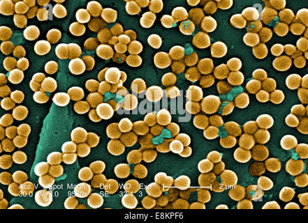 Questo scanning electron microfotografia (SEM) rappresentati numerosi grumi di Staphylococcus aureus resistente alla meticillina batteri, Foto Stock