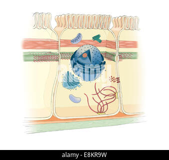Giunzioni cellulari : salda giunzione (o) di occlusione, adherens junction, gap junction, desmosome hemidesmosome e. Foto Stock