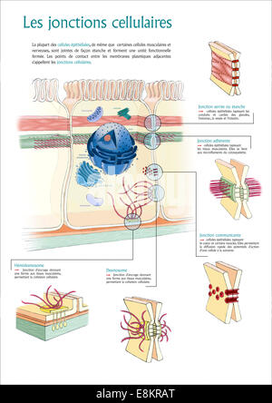 Giunzioni cellulari : salda giunzione (o) di occlusione, adherens junction, gap junction, desmosome hemidesmosome e. Foto Stock