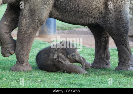 Asian, o indiani, gli elefanti (Elephas maximus). Latte di mucca e di tre settimane di età il polpaccio. Whipsnade Zoo. ZSL. Bedfordshire. Regno Unito. Foto Stock