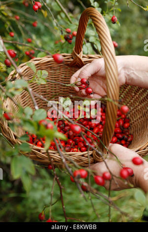 La raccolta di rosa canina Foto Stock