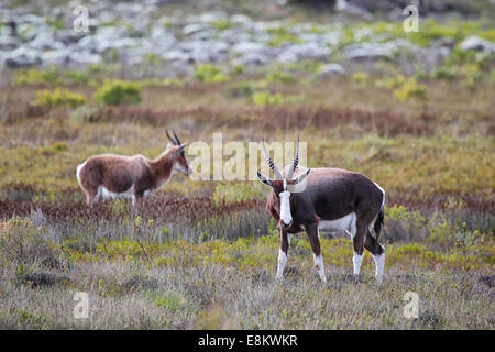 Due Bontebok (Damaliscus pygargus) nel Parco Nazionale di Table Mountain sulla Penisola del Capo, in Sud Africa. Foto Stock